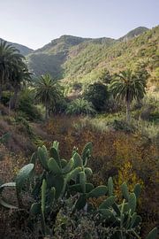 Entdecken Sie die üppige Schönheit von La Gomera und die lebendige Landschaft v's in Spanien von PhotoCluster