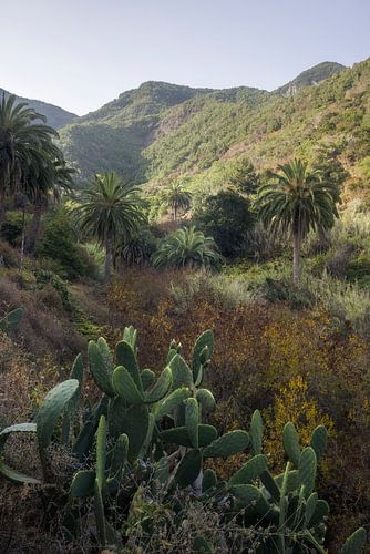 Découvrez la beauté luxuriante de La Gomera et les paysages éclatants d'', en Espagne