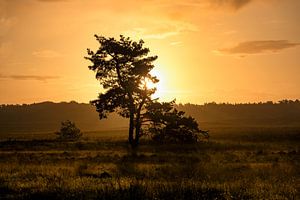 Zonsopkomst op de heide van Caught By Light