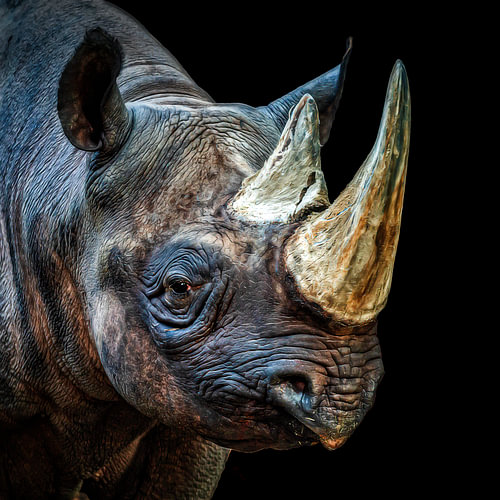 Majestätisches Nashorn – Kraftvolles Wildlife-Porträt vor schwarzem Hintergrund