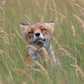 Renard parmi les roseaux sur Michel de Beer