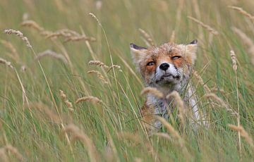 Fox among the reeds by Michel de Beer