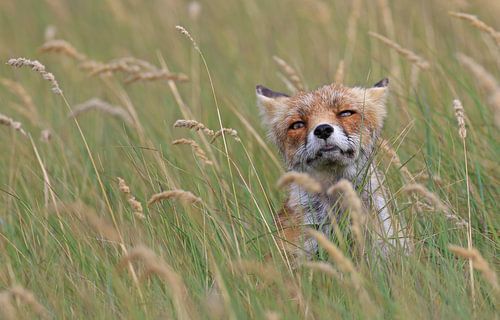 Vos tussen het riet van Michel de Beer