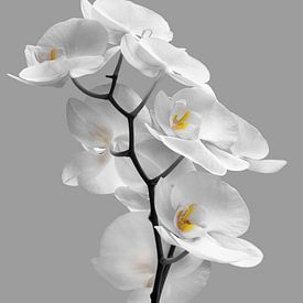 Witte orchidee van Violetta Honkisz