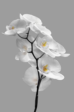Weiße Orchidee von Violetta Honkisz