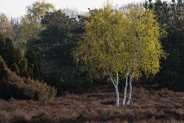 Birken auf der Heide von Jarno van Bussel