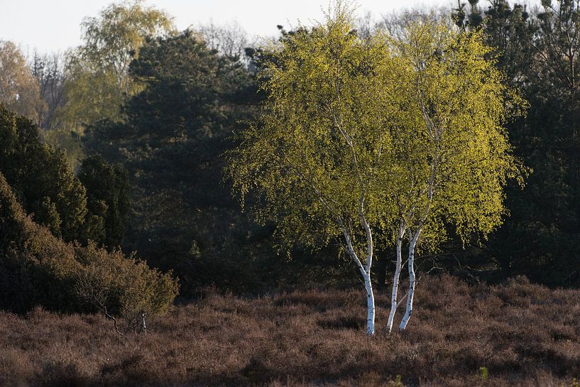Berken op de heide van Jarno van Bussel