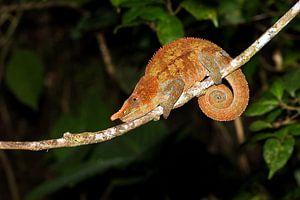 Parsons Kameleon