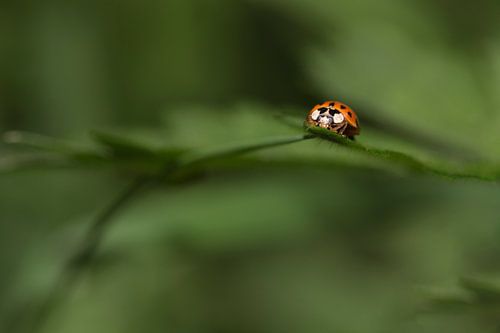 Coccinelle sur feuille avec fond vert
