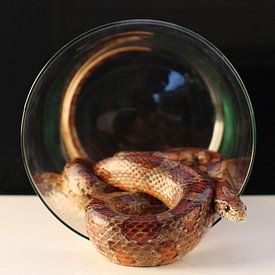 Korenslang / Pantherophis guttatus van Sylvia Molenberg