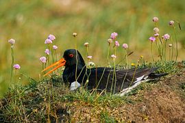 Oystercatcher by Reiner Würz / RWFotoArt