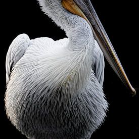 Pelikan von Evi Willemsen