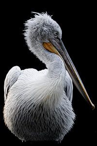 Pelikan von Evi Willemsen