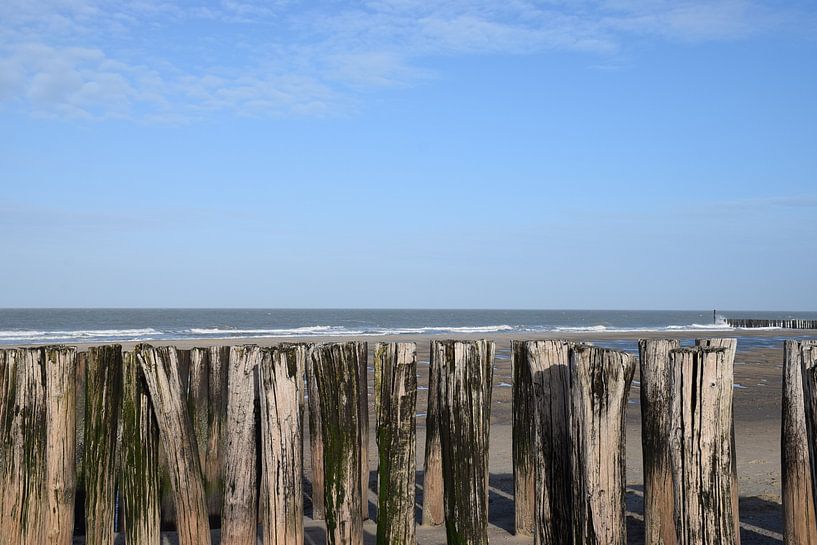 Here on the Coast by Ingrid de Vos - Boom