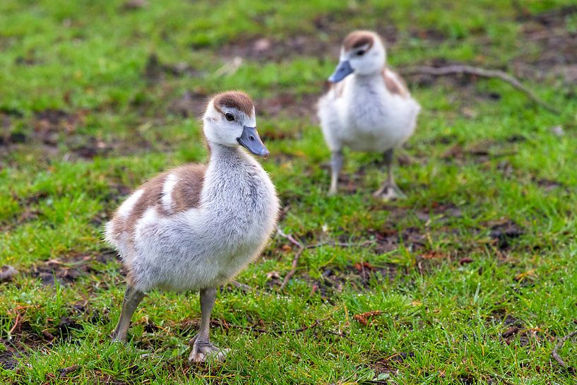 Baby gansjes par Dennis van de Water