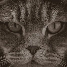 Cat by Bianca  Hinnen