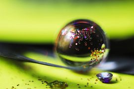 Voorjaarskleuren in een waterdruppel sur Kvinne Fotografie