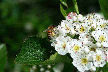 Bij op bloem