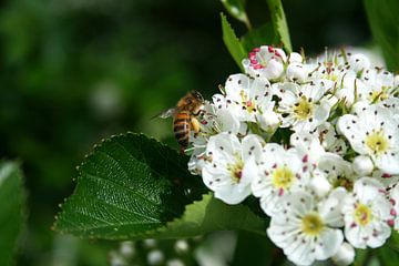 Bij op bloem
