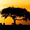 Zonsondergang in de Masai Mara van Elly van Veen