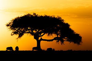 Coucher de soleil dans le Masai Mara