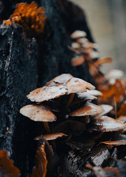 Dutch Autumn Mushrooms by Atomic Photos