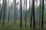 Bosimpressie van Willem Laros | Reis- en landschapsfotografie thumbnail
