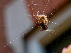Spider in the web