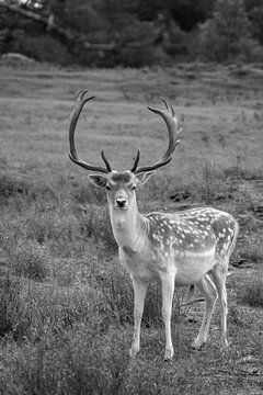 fallow deer in black and white by Dennis Schaefer