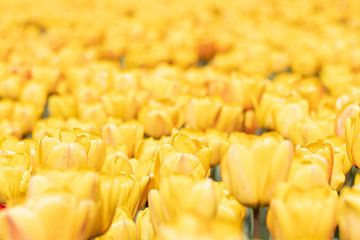 Jaune sur Marco Leeggangers