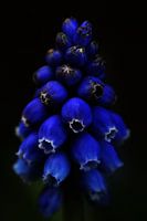 Myrtille