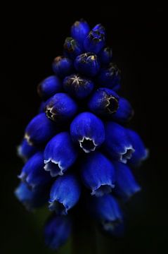 Blueberry by Pauline Bergsma