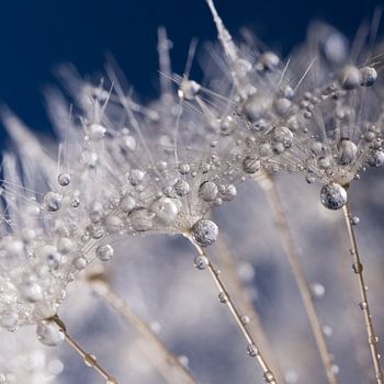 Ein Quadrat aus "winterlichem" weißem Flaum mit Wassertröpfchen (blauer Hintergrund)