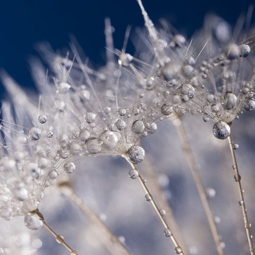 Een vierkant van winterse witte pluisjes met waterdruppeltjes