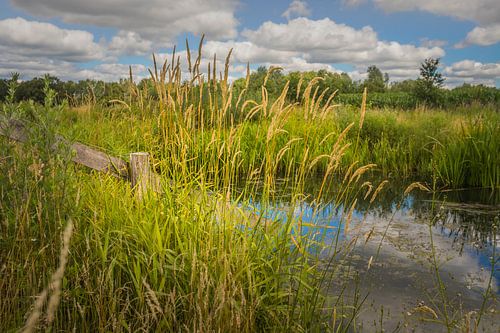 Pool at the Elsgraven 1
