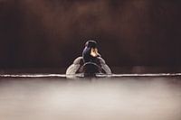 The duck on the still water