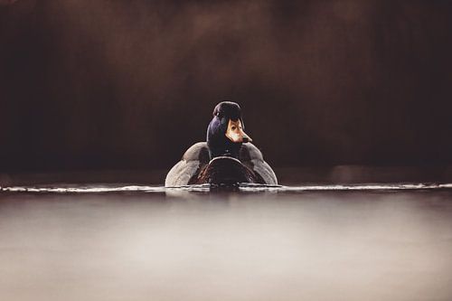 De eend op het stille water