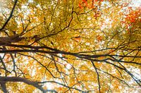 Herbstfarben