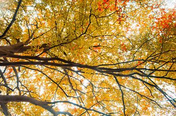 Herfstkleuren van Patrick Kerkhoff