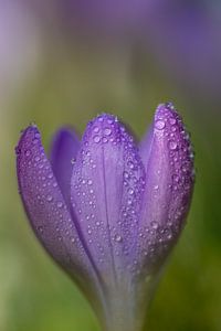 Des crocus violets sous les gouttes de rosée