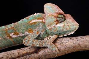 Caméléon du Yémen (Chamaeleo calyptratus)