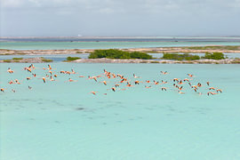 Flamingos über dem türkisfarbenen Wasser von Bonaire von Thomas Röell