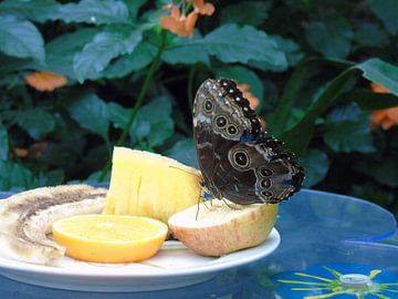 Butterfly and fruits - Morpho Peleides ( Collectie 2018 ) van Jan van Bruggen