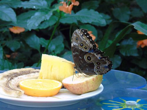 Butterfly and fruits - Morpho Peleides ( Collectie 2018 )