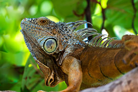 grüner Leguan