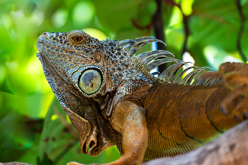 grüner Leguan