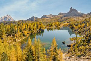 Gelbe Lärchen am Lago Federa von Michael Valjak