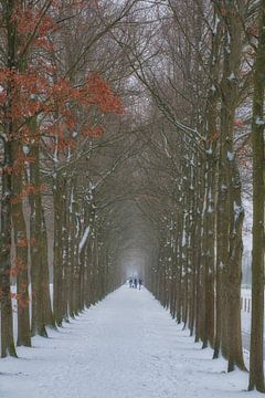 Avenue of Trees by Moetwil en van Dijk - Fotografie