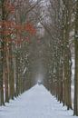 Avenue of Trees by Moetwil en van Dijk - Fotografie thumbnail
