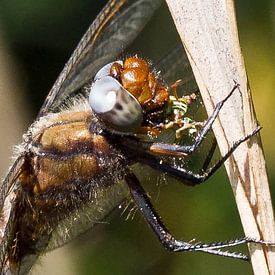 Henk Kroesen Profile picture